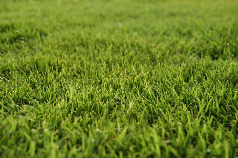 Lawn Replacement in Ventura County, CA