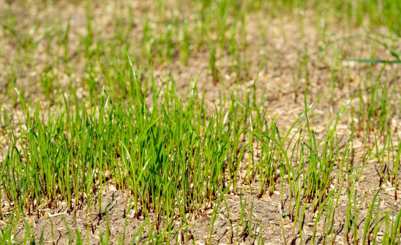 Lawn Resodding