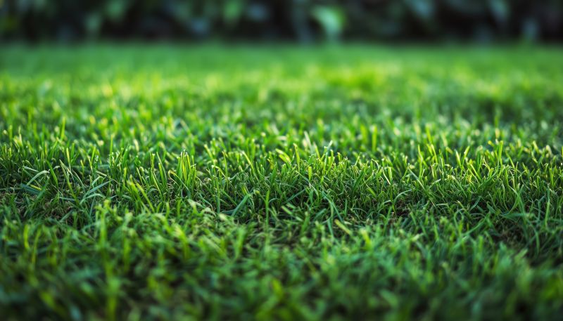 Ryegrass Sod Installation in Aiken, SC